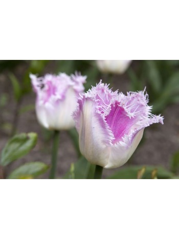 Лале (Tulipa 'Oviedo ') T173 Лале (Tulipa 'Oviedo ') T173